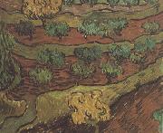 Vincent Van Gogh Olive Trees against a Slope of a Hill (nn04) Sweden oil painting reproduction